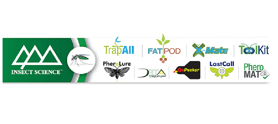 Hybrid-agri Avocados